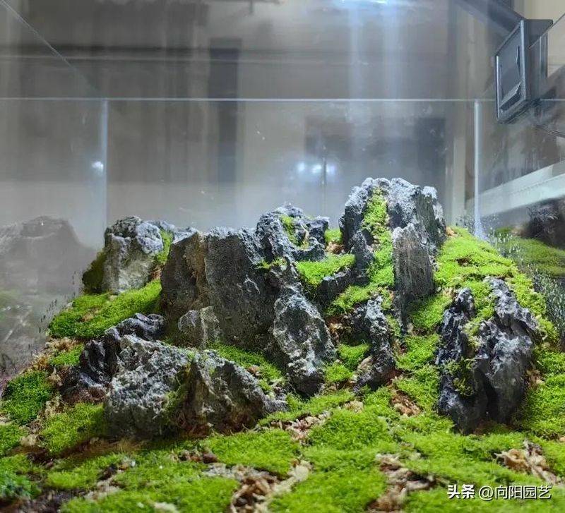 What kind of plants do you grow on the balcony