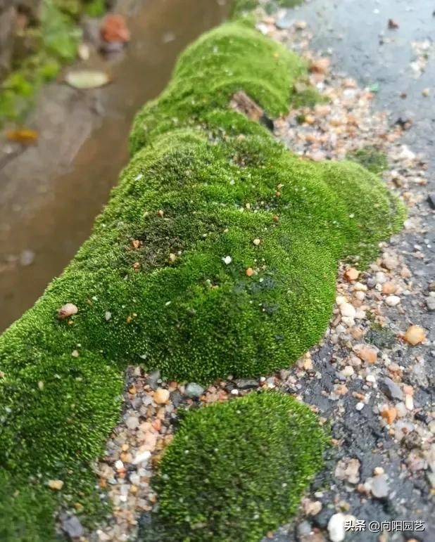 What kind of plants do you grow on the balcony