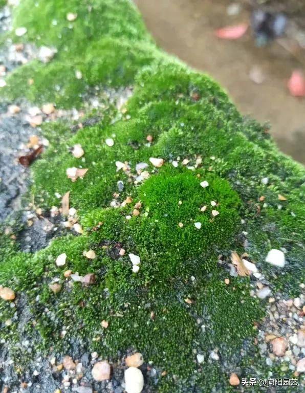 What kind of plants do you grow on the balcony