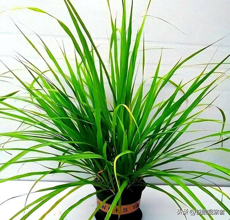 What kind of plants do you grow on the balcony