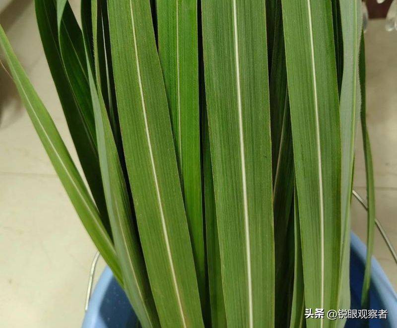 What kind of plants do you grow on the balcony