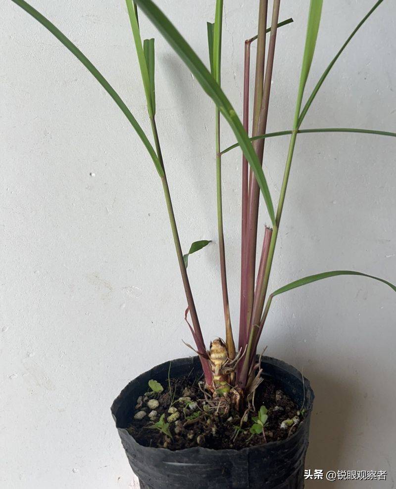 What kind of plants do you grow on the balcony