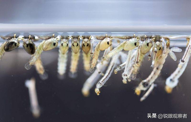 What kind of plants do you grow on the balcony