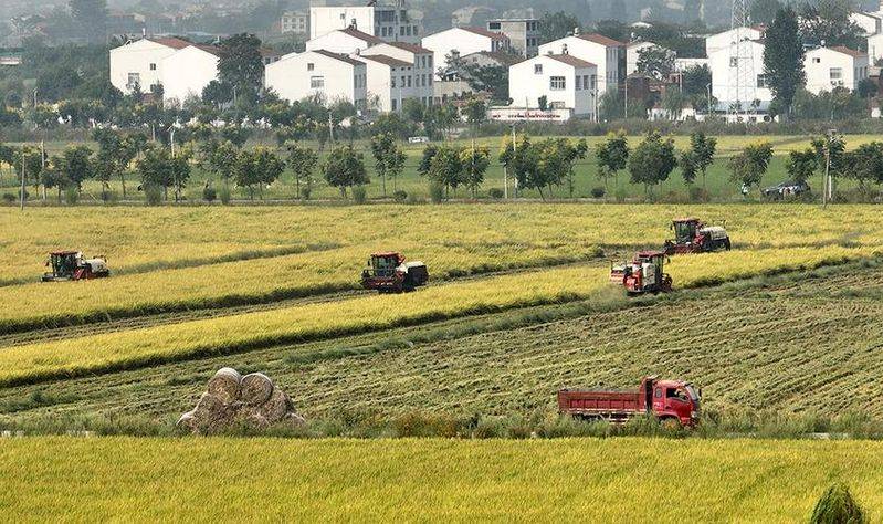 Rice membrane cultivation techniques