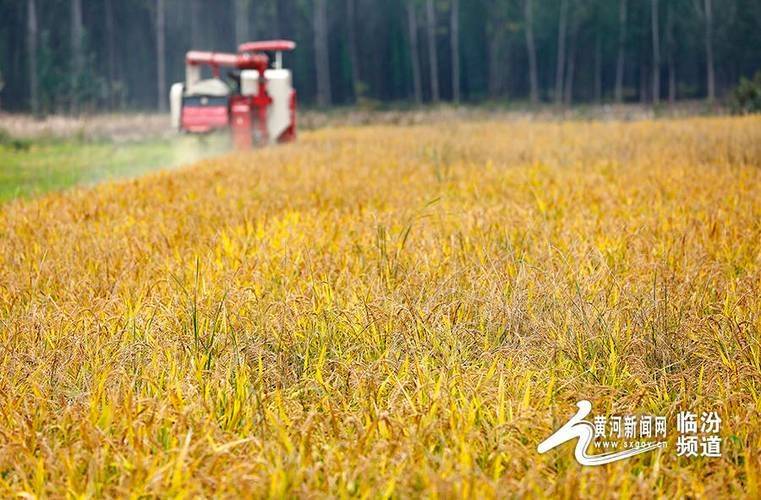 Rice membrane cultivation techniques