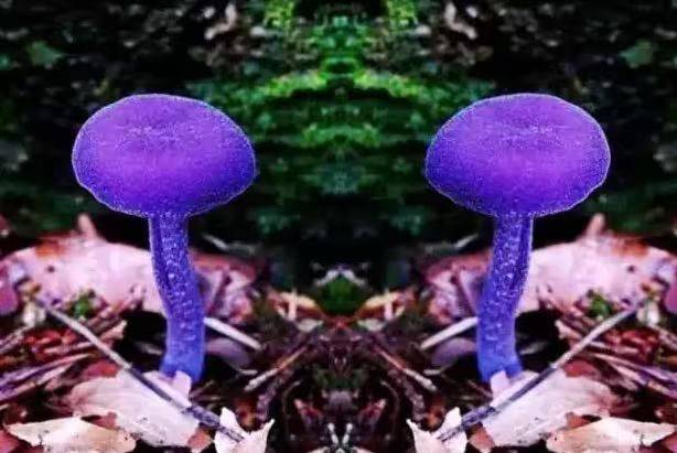 Video of mushroom cultivation