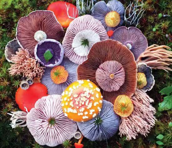 Video of mushroom cultivation