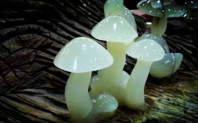 Video of mushroom cultivation