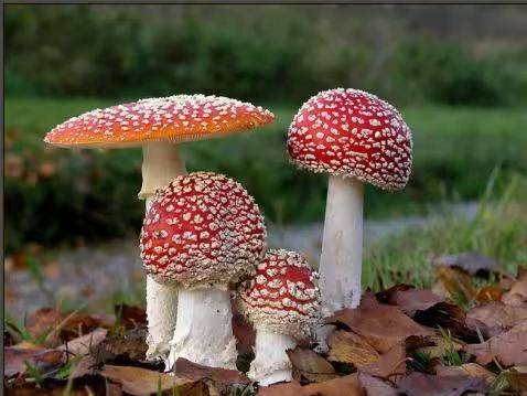 Video of mushroom cultivation