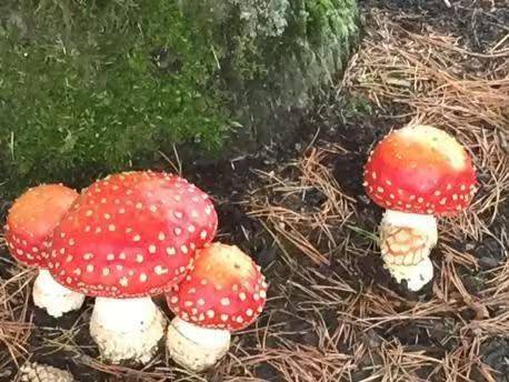 Video of mushroom cultivation
