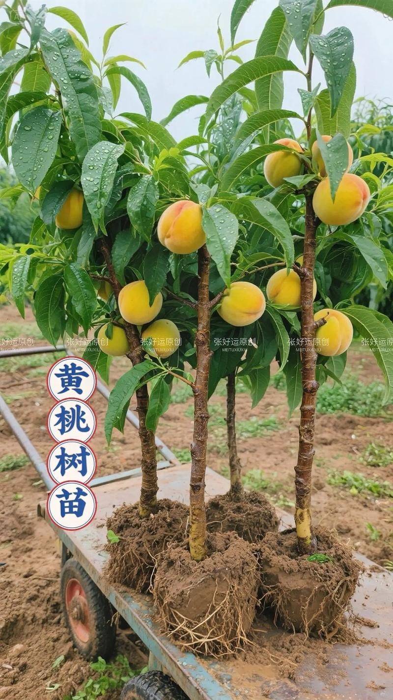 The technique of planting late plum seedlings