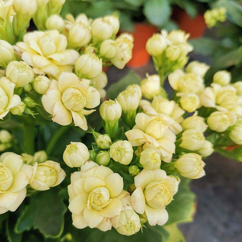 What kind of plants do you grow on the balcony