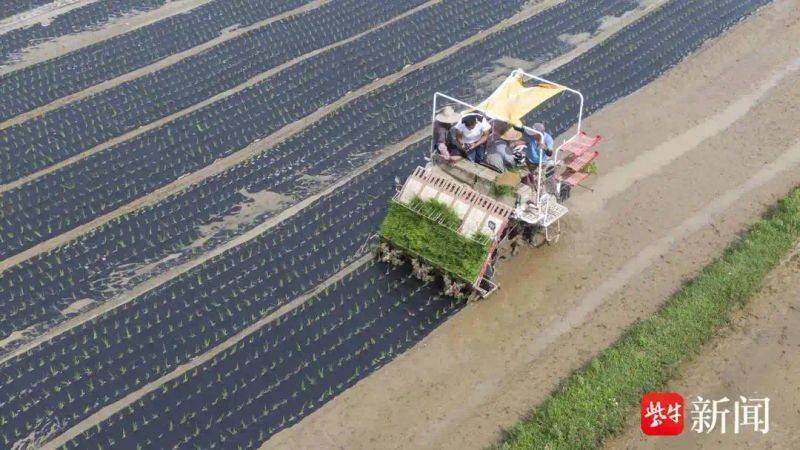Rice membrane cultivation techniques