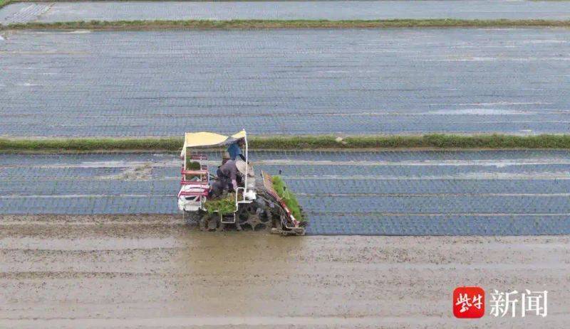 Rice membrane cultivation techniques