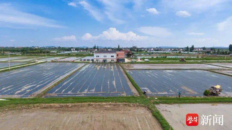 Rice membrane cultivation techniques