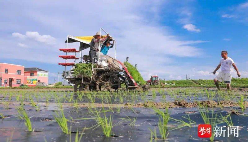 Rice membrane cultivation techniques