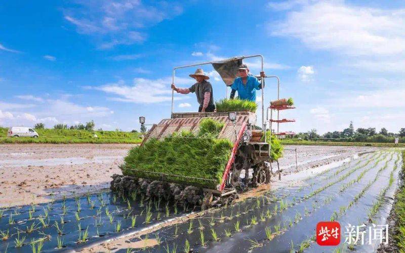 Rice membrane cultivation techniques