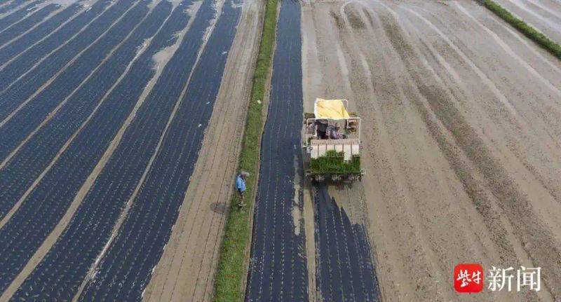 Rice membrane cultivation techniques