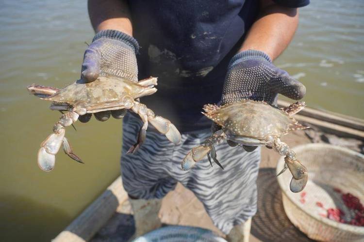 Is it expensive to have a box with crabs