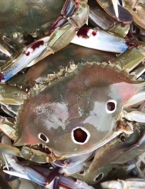 Is it expensive to have a box with crabs