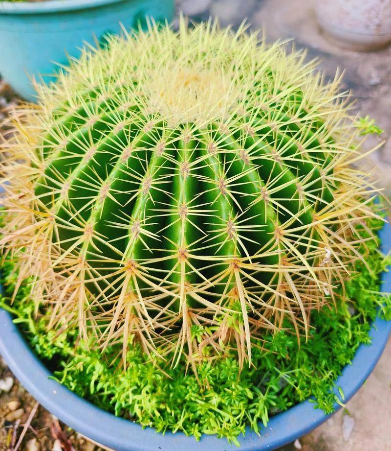 The way the monkeys grow