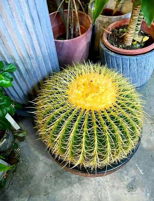 The way the monkeys grow