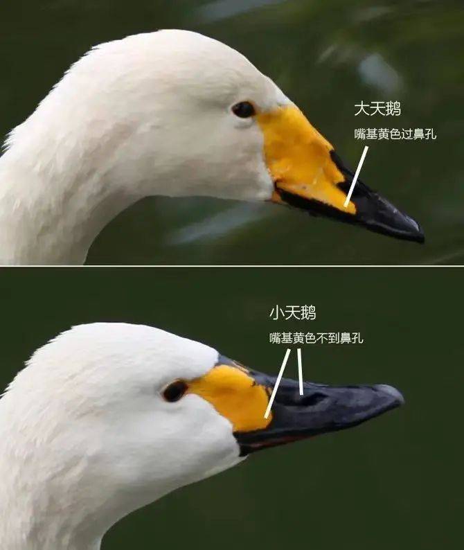 Sniffy swan characteristics