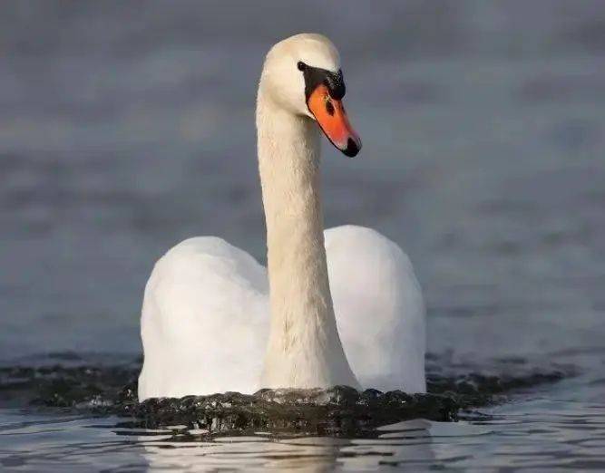 Sniffy swan characteristics