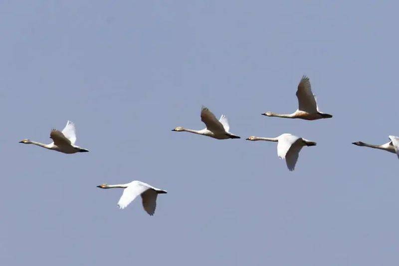 Sniffy swan characteristics