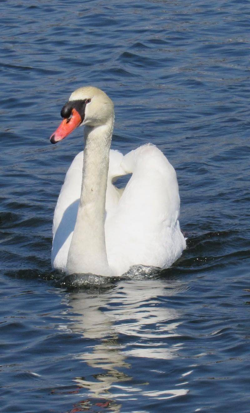 Sniffy swan characteristics