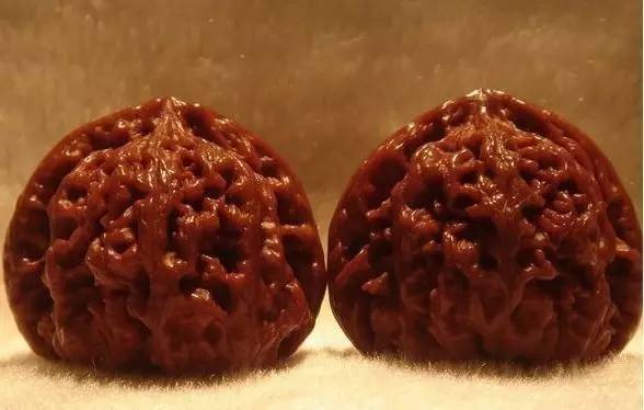 Man plays with walnut tree seedlings