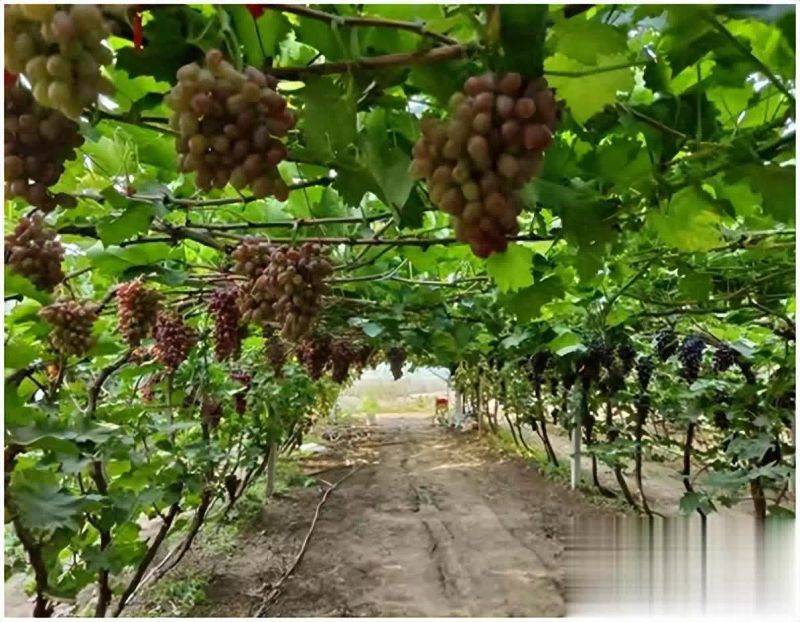 The land of the giant raisins