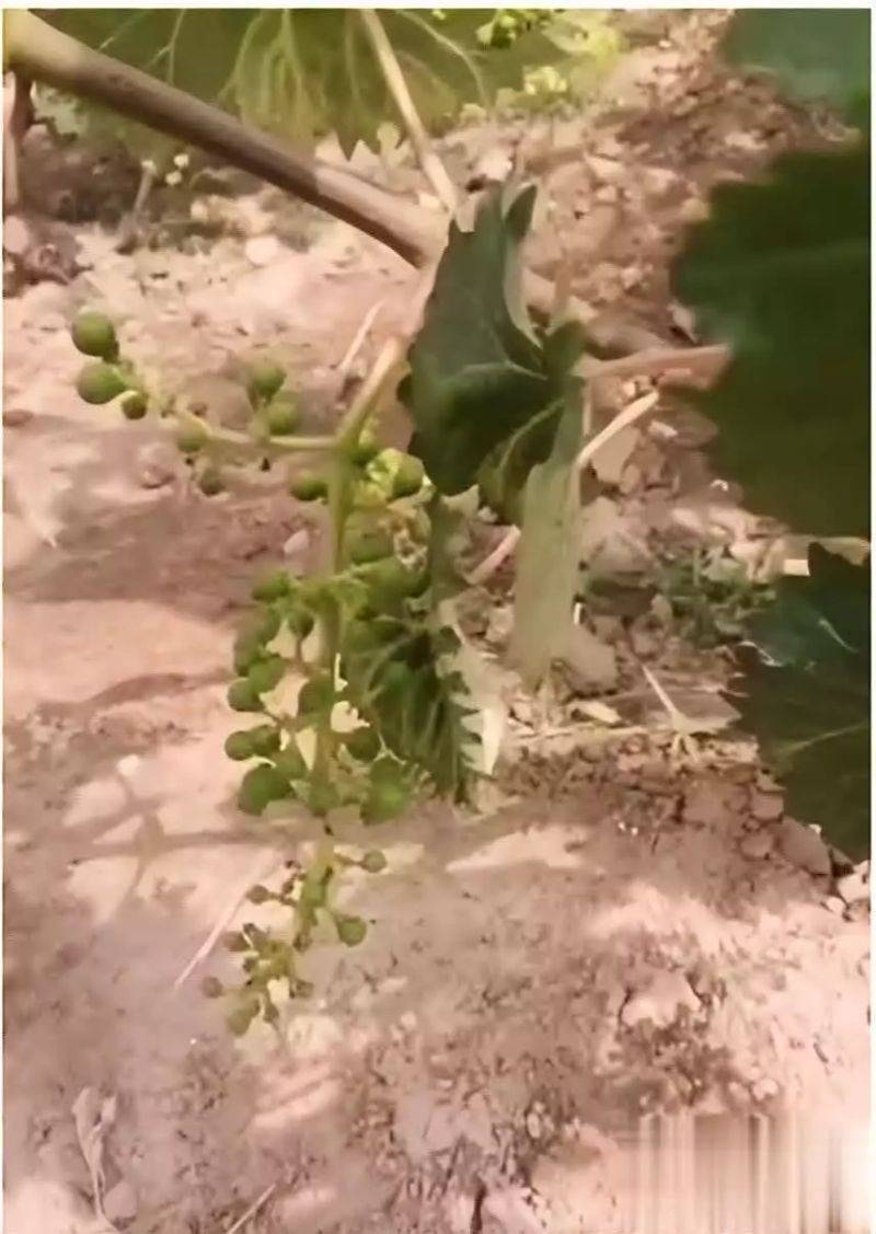 The land of the giant raisins