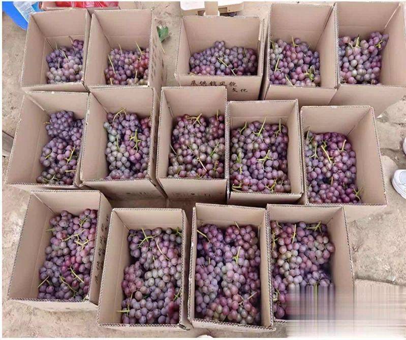 The land of the giant raisins