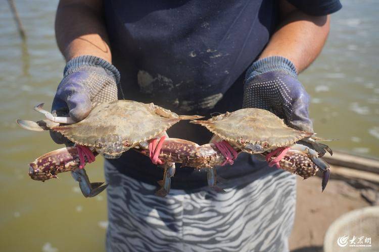 Is it expensive to have a box with crabs