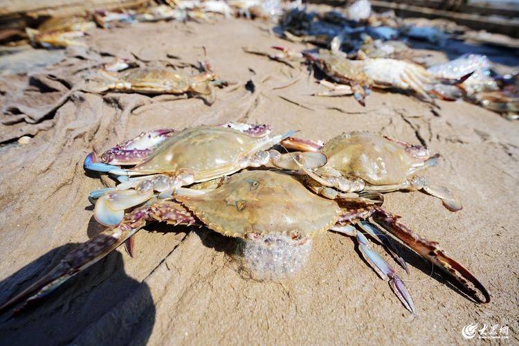 Is it expensive to have a box with crabs