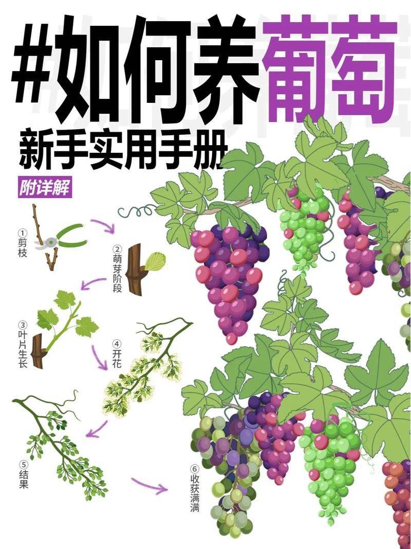 How do you grow grapes