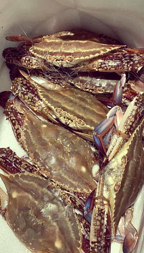 Is it expensive to have a box with crabs