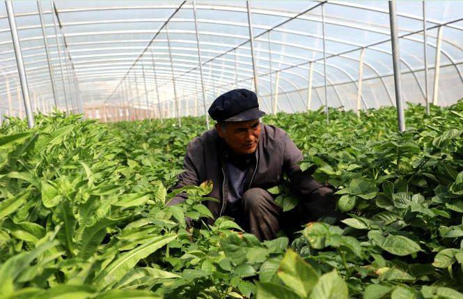 Autumn potato cultivation technology