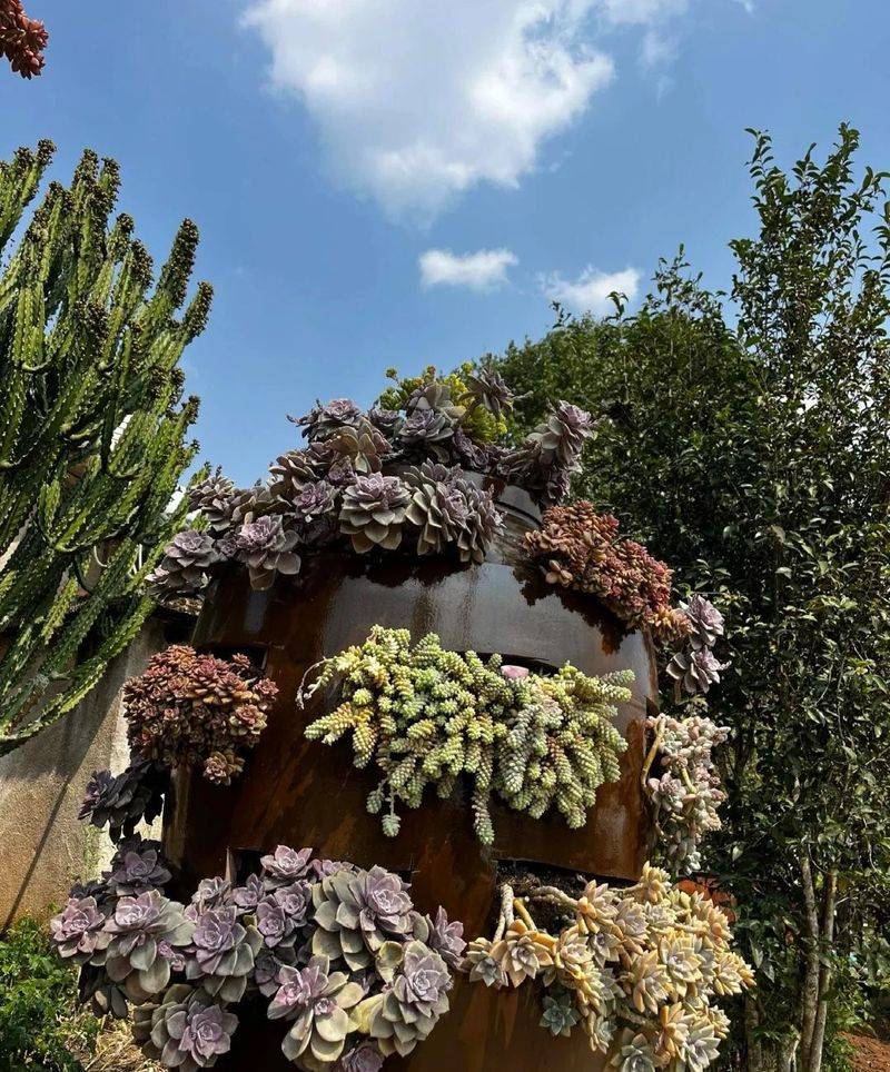 Plantation in the frame