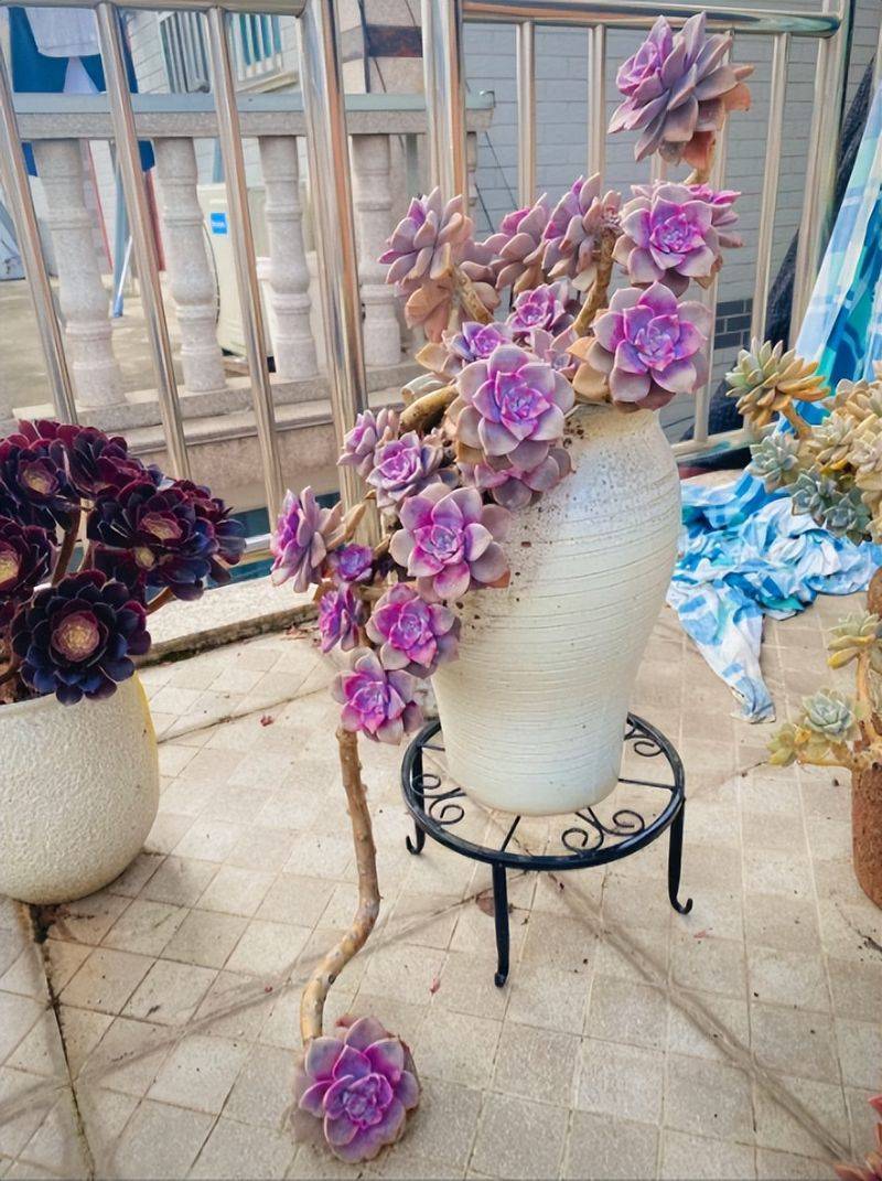 Plantation in the frame