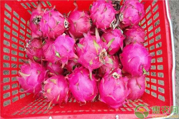 Flamingo trees are suitable for months