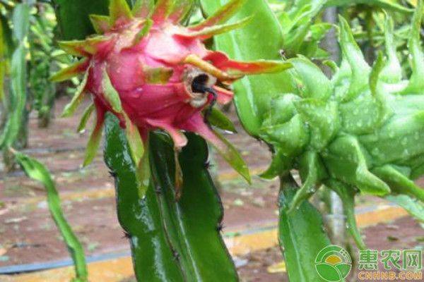Flamingo trees are suitable for months