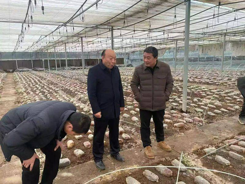 Technology for mushroom shed cultivation