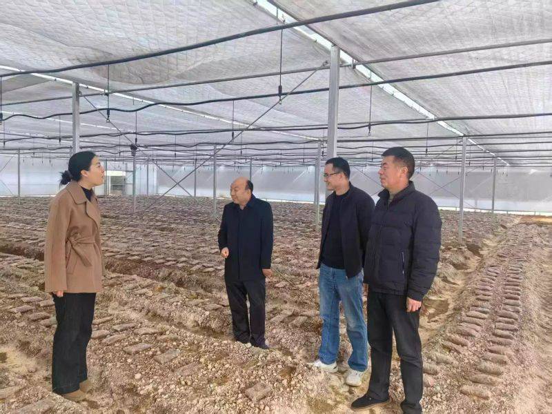 Technology for mushroom shed cultivation