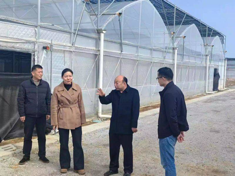 Technology for mushroom shed cultivation