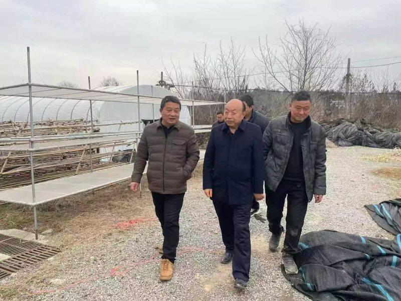 Technology for mushroom shed cultivation