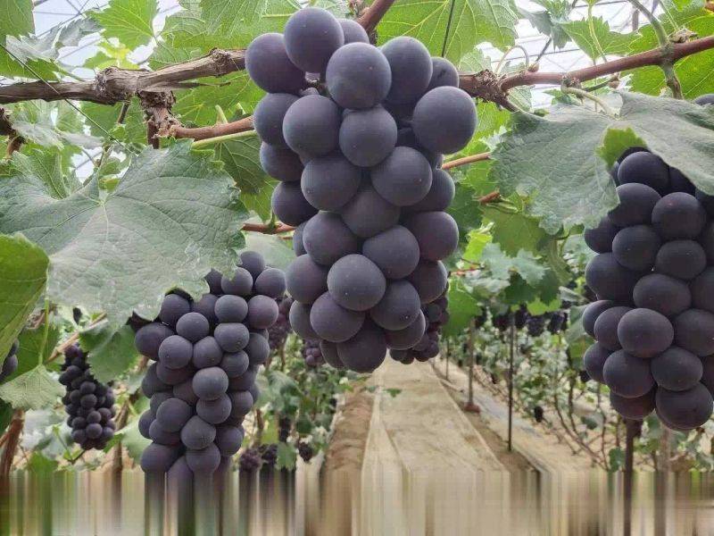 The land of the giant raisins