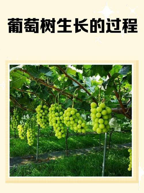 葡萄怎么种植技术
