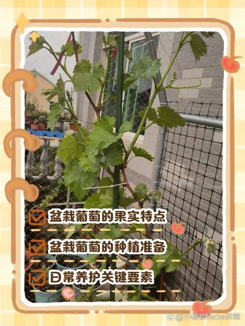 葡萄怎么种植技术